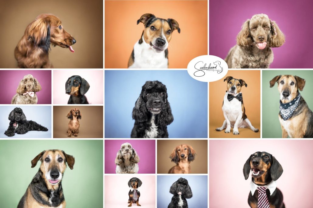 Jederhund.nrw Jederhund - Professionelle Hundepflege